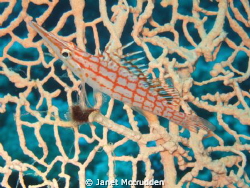 Long nose Hawk fish resting on a sea fan - the Instructor... by Janet Mccrudden 